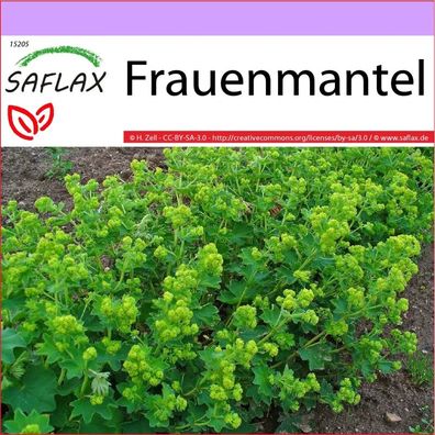 Frauenmantel - Alchemilla vulgaris Heilpflanzen