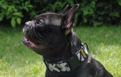 Halsband 40mm breit Schneetarn M-L Französische Bulldogge Pitbull Boxer Malinois