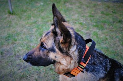 Halsband 40mm Griff Orange Gr. L Boxer Schäferhund Retriever Bulldog Suchhund