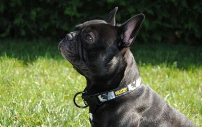 Halsband 25mm Schneetarn Französische Bulldogge Pitbull Boxer Malinois Husky