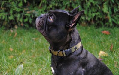 Halsband 20mm Oliv Französische Bulldogge Dackel Jack Russel Beagle Collie Pudel