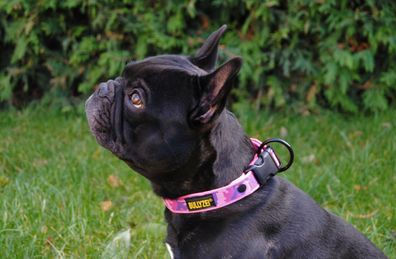 Halsband 25mm Tarn Pink Französische Bulldogge Beagle Boxer Bullterrier Bullyzei