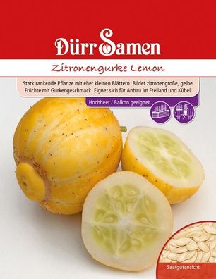 Zitronengurke Lemon, eine stark rankende Pflanze, bildet zitronengroße gelbe...