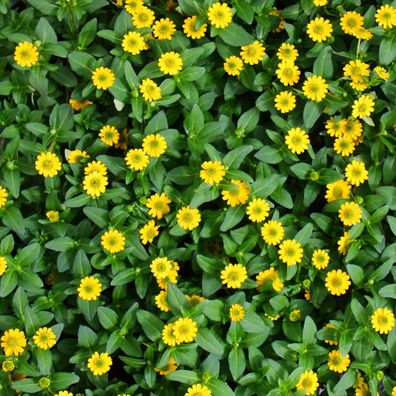 Husarenknöpfchen - gelb - Sanvitalia - 12cm - Set mit 3 Pflanzen