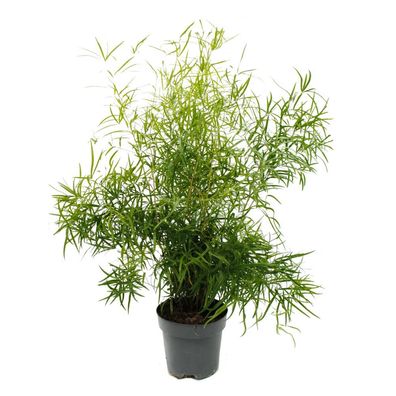 Zierspargel - Sicheldorn-Spargel - Asparagus falcatus - Pflegeleichte Grünpflanze ...