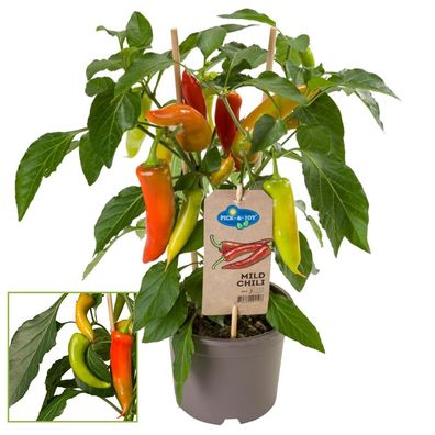 Chili-Pflanze - mild - Peperoni - Pfefferstrauch für Balkon und Garten - 14cm ...