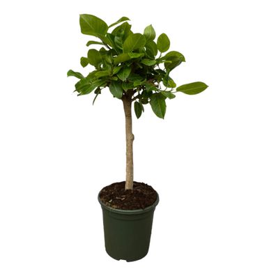 Ficus Altissimo variegata | Ø33cm | 120cm | Pflanze
