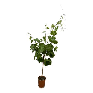 Vitis Vinifera op stam | Ø19cm | 140cm | Pflanze