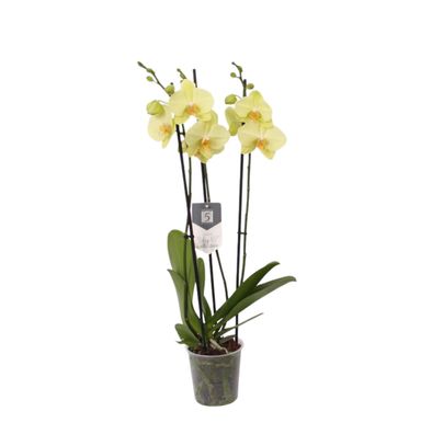 Phalaenopsis Volterra - 3 tak | Ø12cm | 60cm | Pflanze