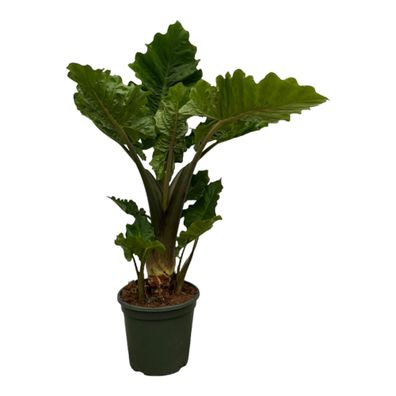 Alocasia Low Raider | Ø26cm | 75cm | Pflanze