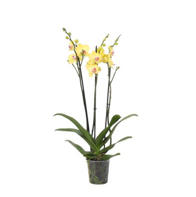 Phalaenopsis Lime Light - 3 tak | Ø12cm | 60cm | Pflanze
