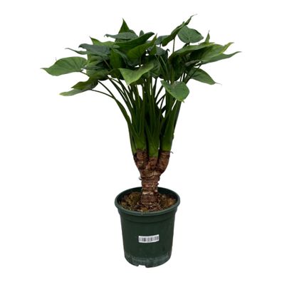 Alocasia Cucullatta stam | Ø26cm | 75cm | Pflanze