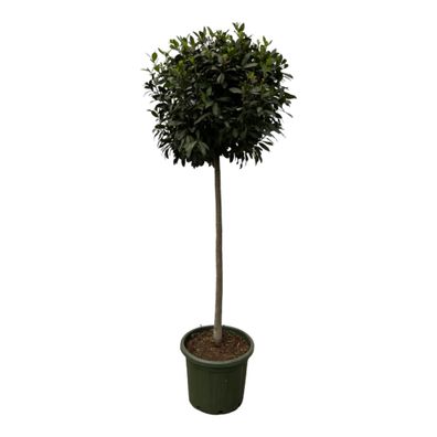 Laurus Nobulis stam | Ø45cm | 200cm | Pflanze