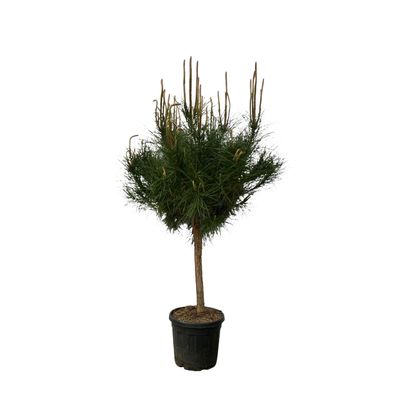Pinus Pinea | Ø40cm | 180cm | Pflanze