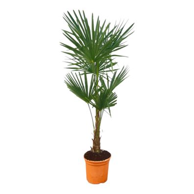Trachycarpus Fortuneii | Ø27cm | 160cm | Pflanze
