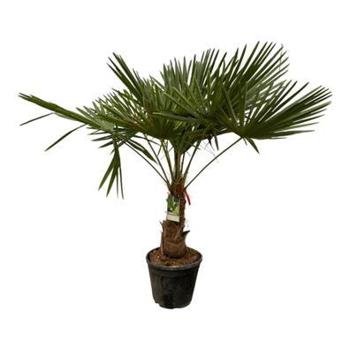 Trachycarpus Fortuneii | Ø30cm | 200cm | Pflanze