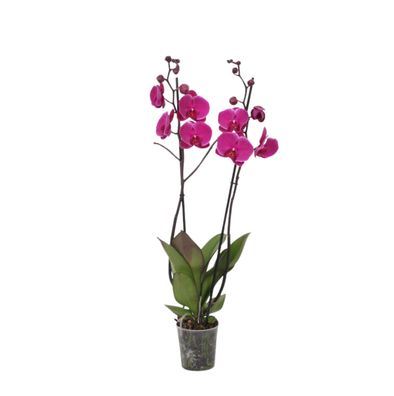 Phalaenopsis Joyride - 3 tak | Ø12cm | 60cm | Pflanze
