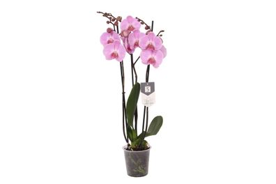 Phalaenopsis Elion - 3 tak | Ø12cm | 60cm | Pflanze