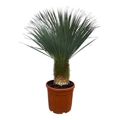 Yucca Rostrata | Ø50cm | 160cm | Pflanze