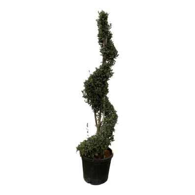 Olea Europaea spiraal | Ø50cm | 230cm | Pflanze