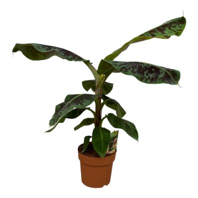 Musa - Bananenplant | Ø21cm | 80cm | Pflanze