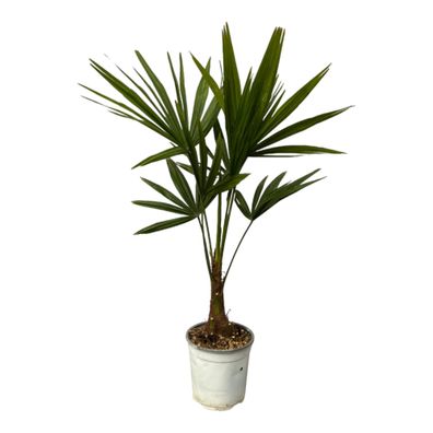 Trachycarpus Fortuneii | Ø18cm | 100cm | Pflanze