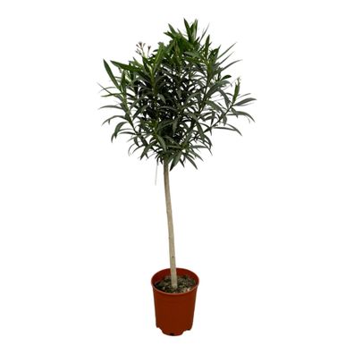 Nerium Oleander op stam met rode bloem | Ø31cm | 190cm | Pflanze