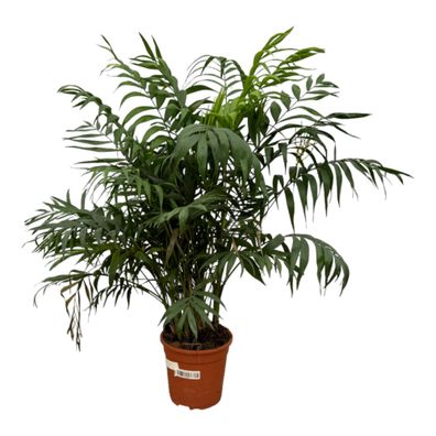 Chamaedorea Elegans | Ø21cm | 100cm | Pflanze