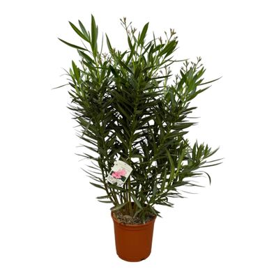 Nerium Oleander struik met witte bloem | Ø27cm | 110cm | Pflanze
