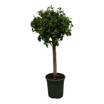 Ficus Nitida (Moclame) stam | Ø33cm | 120cm | Pflanze