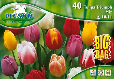 Pegasus BigBag Triumph Tulpe Mischung