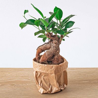 Ficus microcarpa Ginseng Bonsai • 20 cm