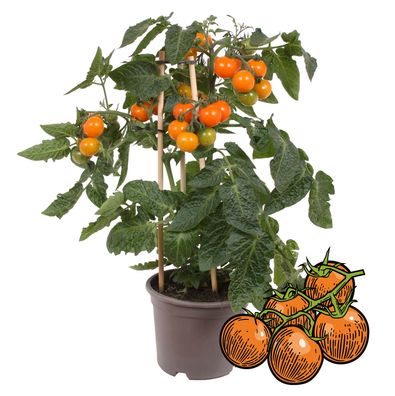 Orange Kirschtomate - Cherrytomate - Pflanze mit vielen Früchten - für Balkon und ...