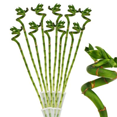 10er Set Glücksbambus 'Lucky Bamboo' - spiralförmig - im Röhrchen - Dracaena Sande...