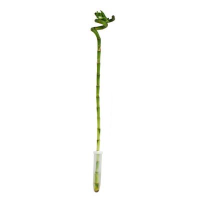 Glücksbambus 'Lucky Bamboo' - spiralförmig - im Röhrchen - Dracaena Sanderiana - ...