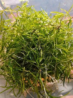 Portion Nixkraut (Handvoll) Nano Aquarium Pflanze Wasserpflanzen Garnelen Jungfische