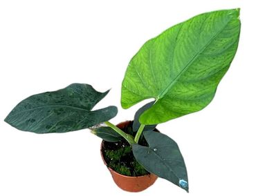 Alocasia Scabriuscula - 105 | Ø10.5cm | 15cm | Pflanze