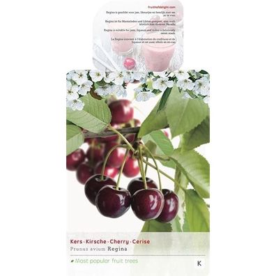 Süßkirsche 'Regina' Prunus avium 'Regina' - selbstfruchtend Obstbaum
