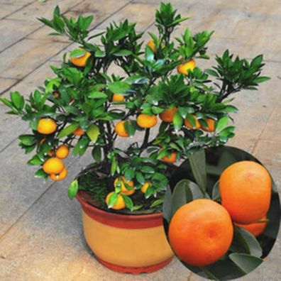Frische Fruchtsamen Mit 30Pcs Köstliche Essbare Zitrusfrüchte Garten Mandarine Orange