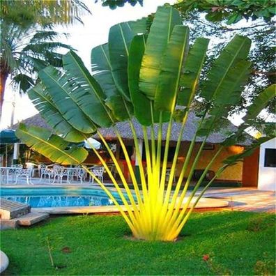 Cycas Samen, 150Pcs / Beutel Cycas Samen Seltene Tropische Zierpflanze Immergrüne Pfl