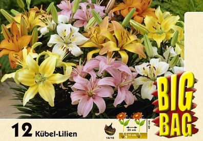 12 Gartenkübel Lilien Mischung Big Bag