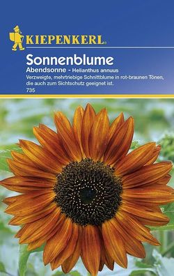 Sonnenblume Abendsonne (Helianthus annuus )
