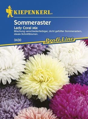 Sommeraster Lady Coral Mix, bringt viele bunte Blüten hervor, gute Schnittblume
