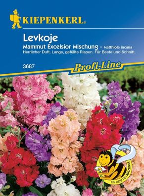 Levkoje Mammut Excelsior, altbewährte und sehr beliebte Bauerngartenblumen, ...
