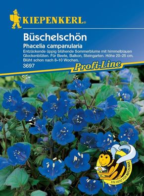Büschelschön, beliebte Gartenpflanze mit intensiv blauen Blüten, für...