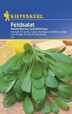 Feldsalat Holländischer breitblättriger, große lange dunkelgrüne Blätter, ...