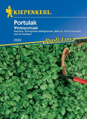 Portulak Winterportulak, fleischige leicht zugespitzte Blätter, wird ca....