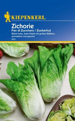 Zichorie Pan di Zucchero, bildet hohe feste Köpfe mit großen Blättern, robust...