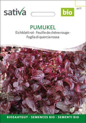 Eichblattsalat Pumukel leuchtend Weinrote Sorte