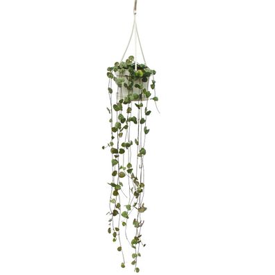 Zimmerpflanze zum Hängen - Ceropegia woodii - Leuchterblume - 10cm Ampel